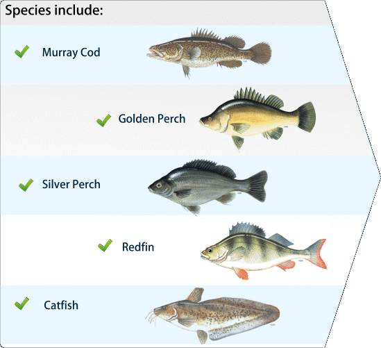 Species of fish you can catch at Monster Murray Cod